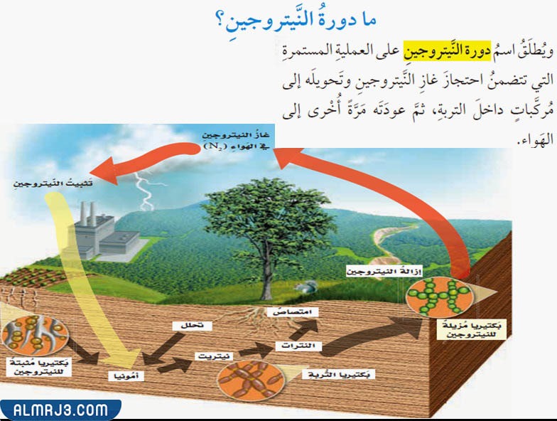 مطوية عن الدورات في الانظمة البيئية جاهزة للطباعة