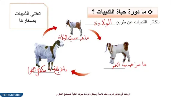 مطوية عن دورة حياة الحيوانات