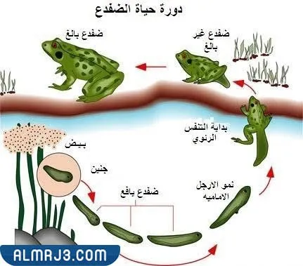 مطوية عن دورة حياة الحيوانات