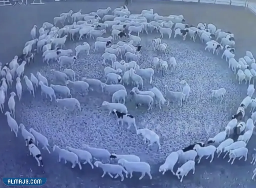 معلومات عن ظاهرة طواف الحيوانات