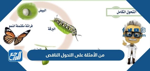 من الأمثلة على التحول الناقص
