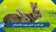 هل الارنب البري مهدد بالانقراض