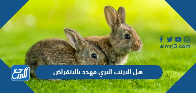 هل الارنب البري مهدد بالانقراض