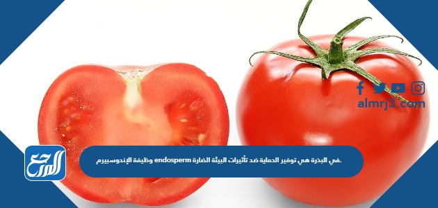 وظيفة الإندوسبيرم endosperm في البذرة هي توفير الحماية ضد تأثيرات البيئة الضارة.