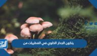 يتكون الجدار الخلوي في الفطريات من