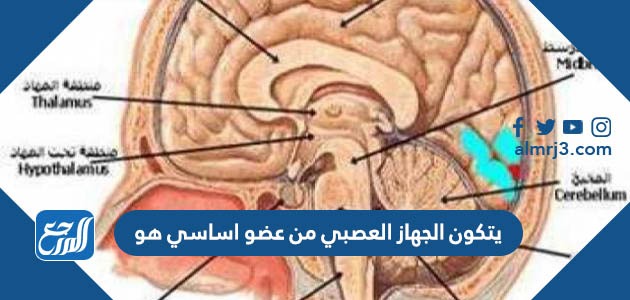 يتكون الجهاز العصبي من عضو اساسي هو