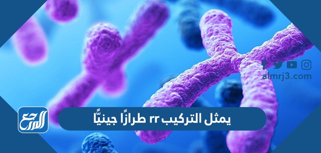 يمثل التركيب rr طرازًا جينيًّا