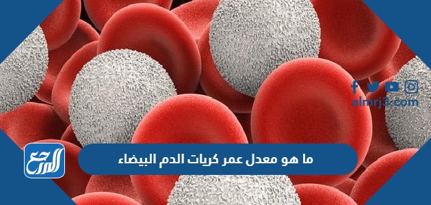 ما هو معدل عمر كريات الدم البيضاء