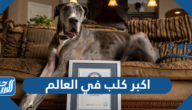 اكبر كلب في العالم 2023 بالصور