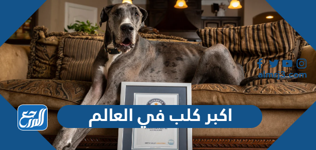 اكبر كلب في العالم 2026 بالصور