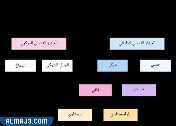 الجهاز العصبي