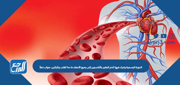 الدورة الجسمية يتحرك فيها الدم الفقير بالأكسجين إلى جميع الأعضاء ما عدا القلب والرئتين. صواب خطأ