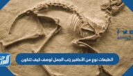 الطبعات نوع من الأحافير رتب الجمل لوصف كيف تتكون