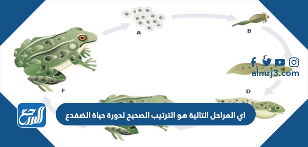 اي المراحل التالية هو الترتيب الصحيح لدورة حياة الضفدع