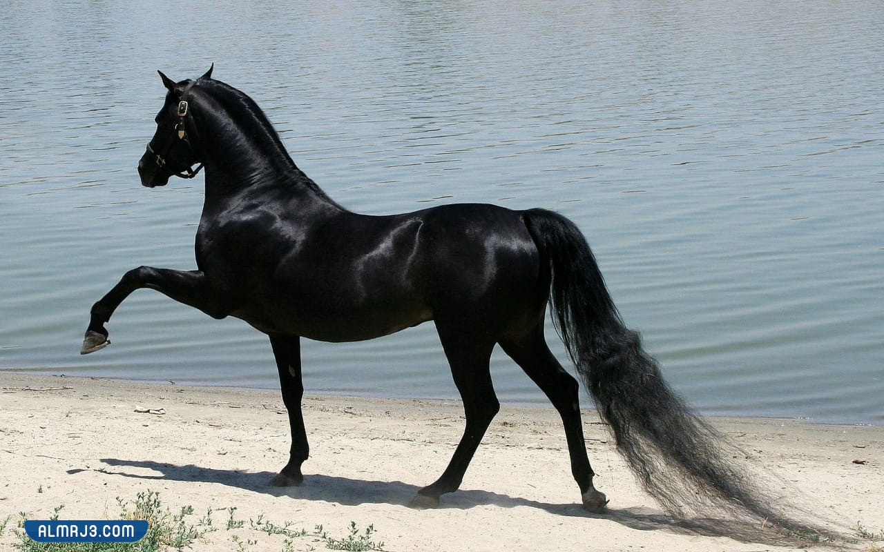 تفسير حلم الحصان الأسود لابن سيرين 