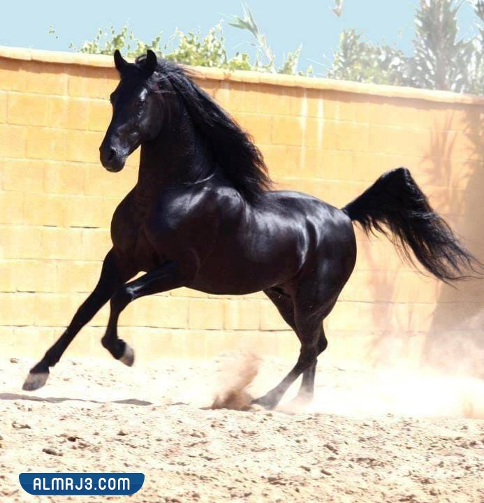 تفسير حلم الحصان الأسود يلاحقني للعزباء 