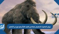 حيوان الماموث المنقرض حفظ في الجليد كاملًا وهو نوع من الأحافير