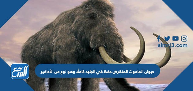 حيوان الماموث المنقرض حفظ في الجليد كاملًا وهو نوع من الأحافير