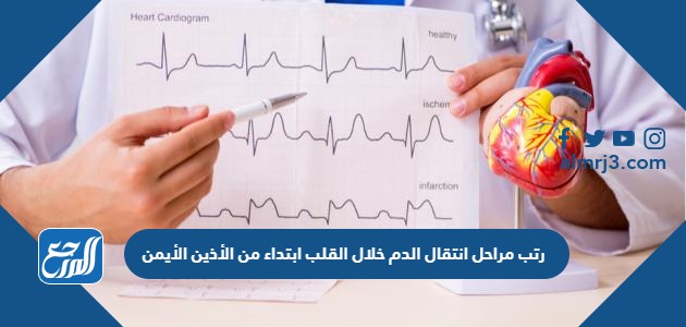 رتب مراحل انتقال الدم خلال القلب ابتداء من الأذين الأيمن