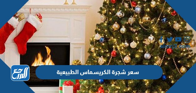 سعر شجرة الكريسماس الطبيعية