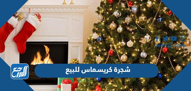 شجرة كريسماس للبيع