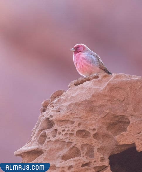 صور الطائر الوطني الأردني