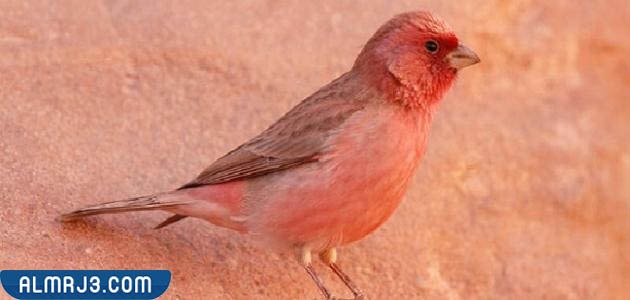 صور الطائر الوطني الأردني