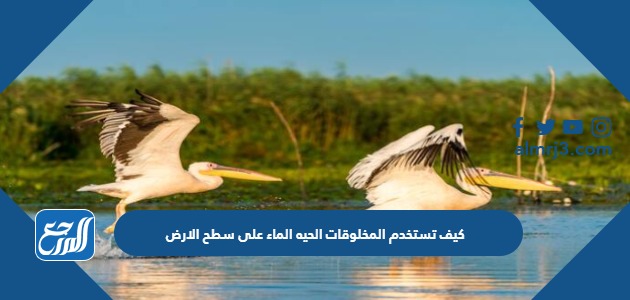 كيف تستخدم المخلوقات الحيه الماء على سطح الارض