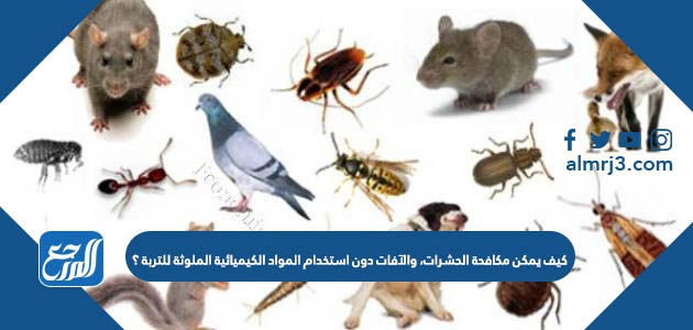 كيف يمكن مكافحة الحشرات، والآفات دون استخدام المواد الكيميائية الملوثة للتربة ؟