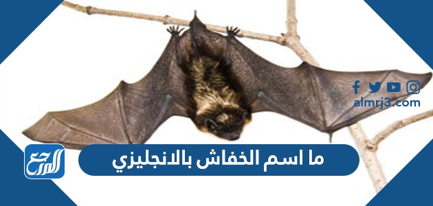 ما اسم الخفاش بالانجليزي