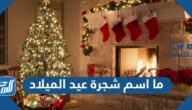 ما اسم شجرة عيد الميلاد ولماذا يتم تزيينها