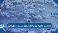 ما تفسير ظاهرة دوران الأغنام حول نفسها بشكل دائري