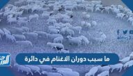 ما سبب دوران الاغنام في دائرة