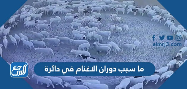 ما سبب دوران الاغنام في دائرة