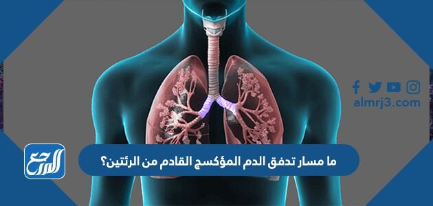 ما مسار تدفق الدم المؤكسج القادم من الرئتين؟