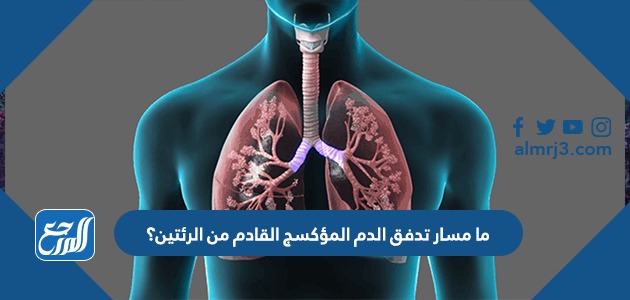 ما مسار تدفق الدم المؤكسج القادم من الرئتين؟
