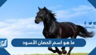 ما هو اسم الحصان الأسود