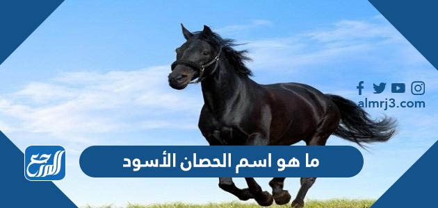 ما هو اسم الحصان الأسود