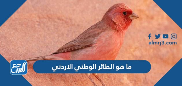 ما هو الطائر الوطني الاردني
