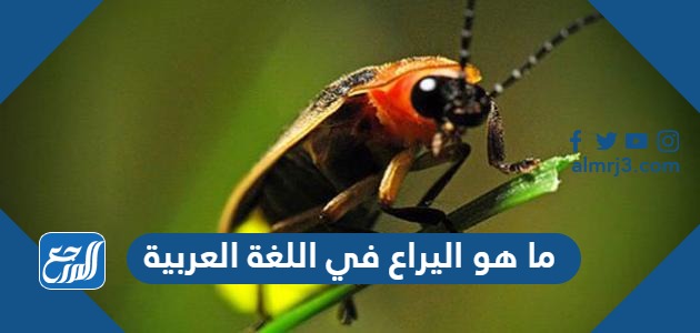 ما هو اليراع في اللغة العربية