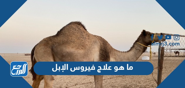 ما هو علاج فيروس الإبل