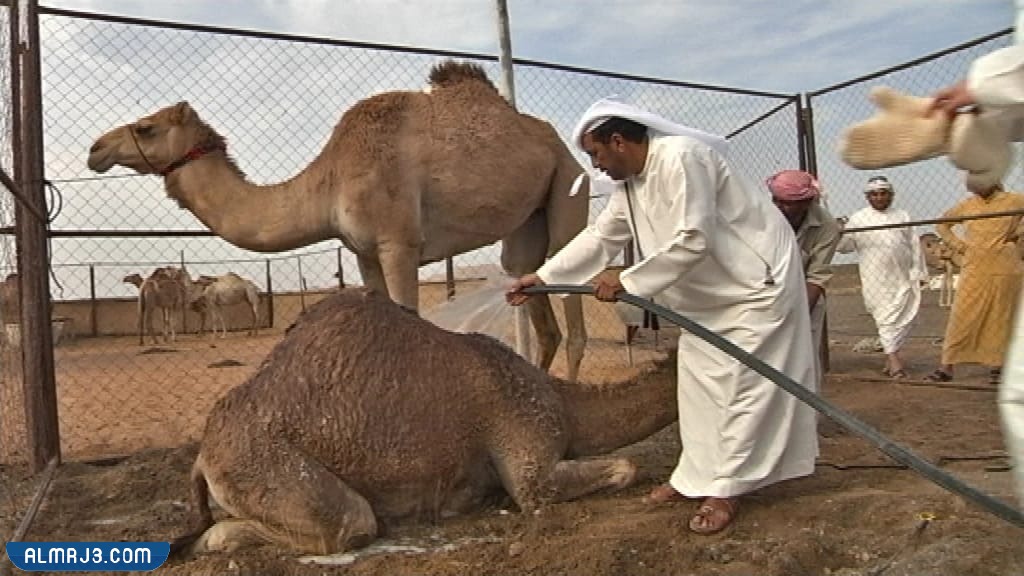 ما هو فيروس الإبل 