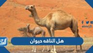 هل الناقه حيوان ام لا