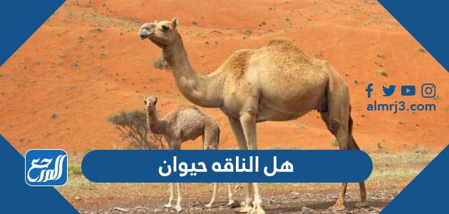هل الناقة حيوان