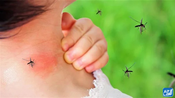 هل حمى الضنك معدي ام لا