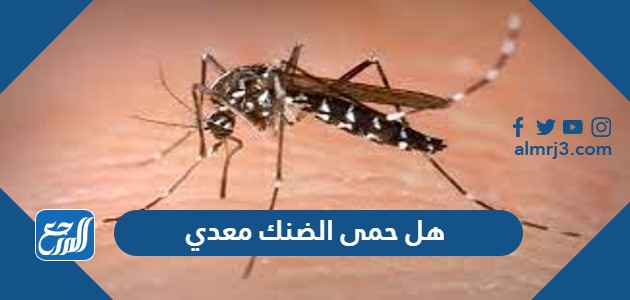 هل حمى الضنك معدي ام لا