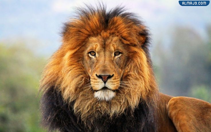 وش معنى اسود الاطلس