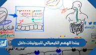 يبتدا الهضم الكيميائي للبروتينات داخل