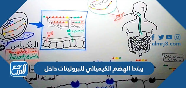 يبتدا الهضم الكيميائي للبروتينات داخل