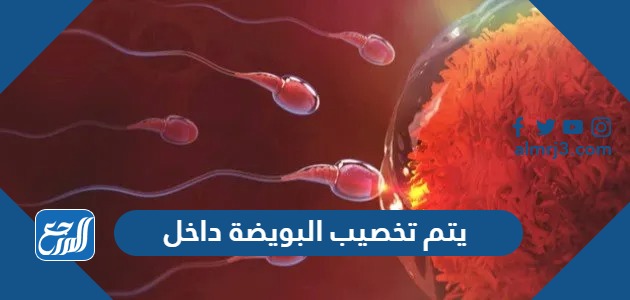 يتم تخصيب البويضة داخل